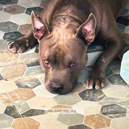 Photo 1/1 SMOKEY Dog lost in Lucknow