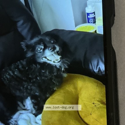 Photo 1/2 Reggie Dog lost in Pennsylvania