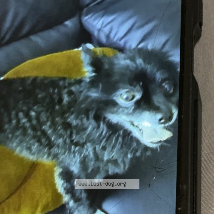 Photo 2/2 Reggie Dog lost in Pennsylvania