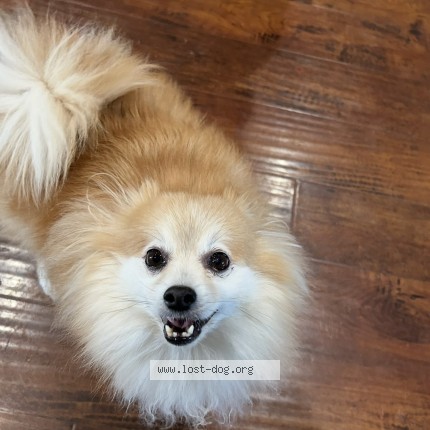 Photo 1/1 Reunited dog Lost in San Diego