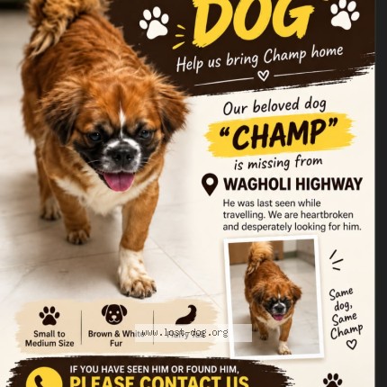 Photo 1/1 Champ Dog lost in Pune