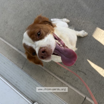 Photo 1/1 Reunited dog Found in Chambly