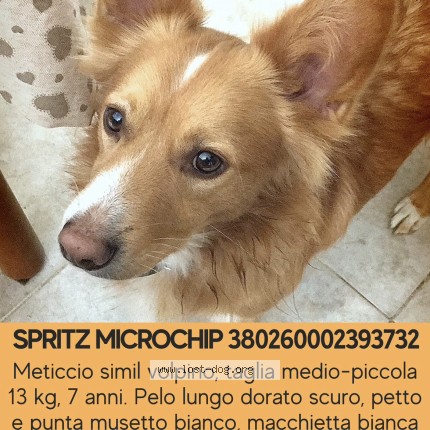 Foto 1/1 Spritz Cane smarrito a Viterbo