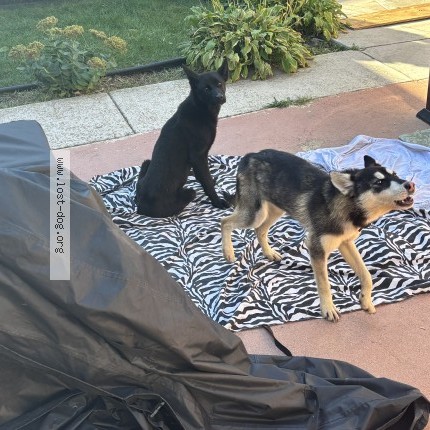 Photo 1/1 Found dog Found in Chicago
