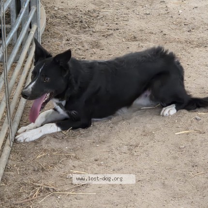 Foto 1/1 jim Hond vermist in Poperinge
