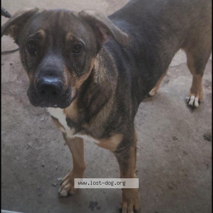 Photo 1/1 Hippo Dog lost in San Antonio
