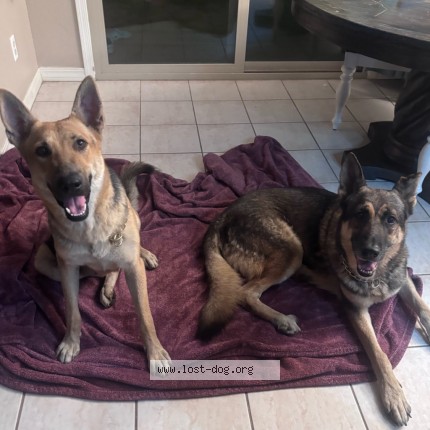 Photo 1/3 Found dog Found in Phoenix