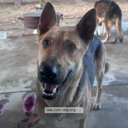 Photo 2/3 Found dog Found in Phoenix