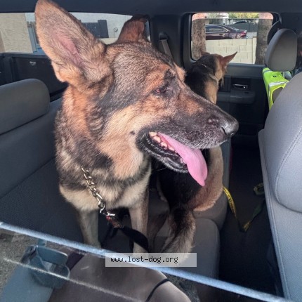 Photo 3/3 Found dog Found in Phoenix