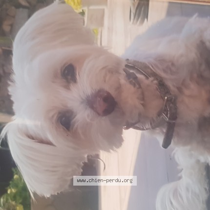 Foto 1/1 Nana Hond vermist in Grez Doiceau