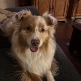 cooper