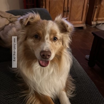 Photo 1/1 Reunited dog Lost in San Angelo