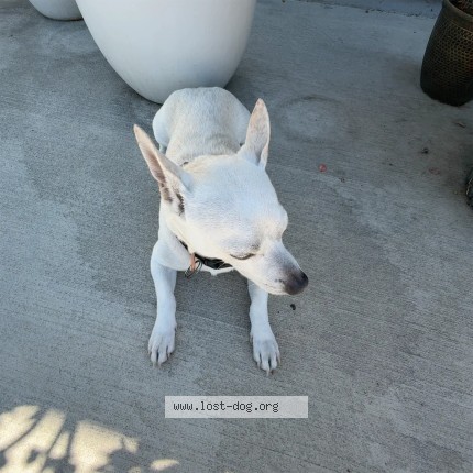 Photo 1/1 Found dog Found in San Jose
