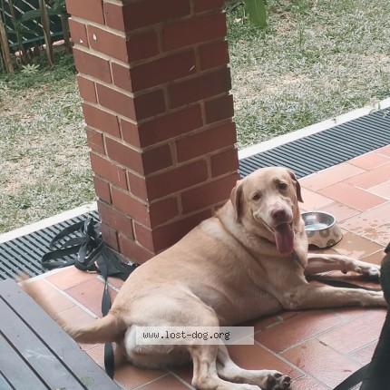 Photo 1/1 Found dog Found in Singapore
