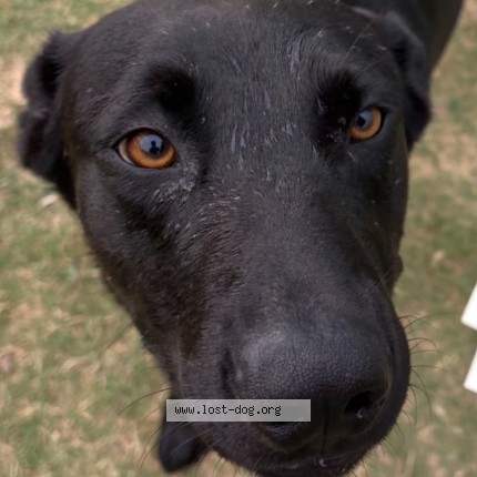 Photo 1/2 Chapo Dog lost in Dallas
