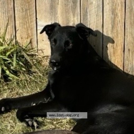 Photo 2/2 Chapo Dog lost in Dallas