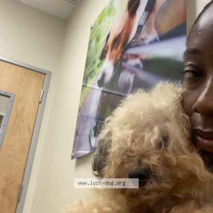 Photo 1/1 Reunited dog Lost in Fullerton