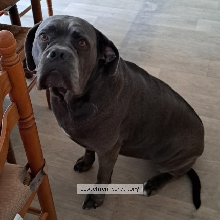 Photo of a dog found in Leves