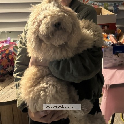 Photo 1/1 Reunited dog Lost in West Valley City