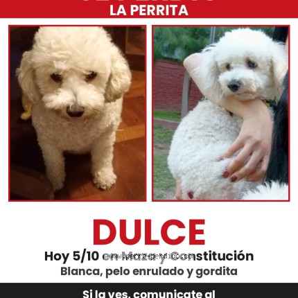 Photo of a dog found in Buenos Aires