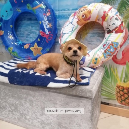 Photo of a dog found in Loos En Gohelle