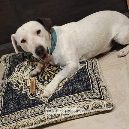 Photo of a dog found in Saint Laurent Medoc