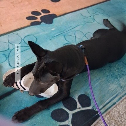 Photo 1/1 Found dog Found in Sacramento