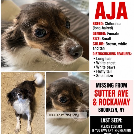 Photo 1/1 Fluffy Dog lost in Brooklyn