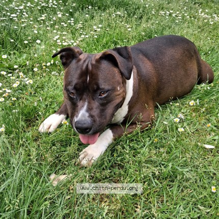 Photo of a dog found in Martres Tolosane