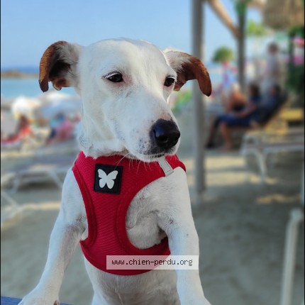 Photo of a dog found in Brullioles