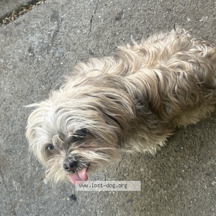 Photo 1/1 Bam Dog lost in Brooklyn