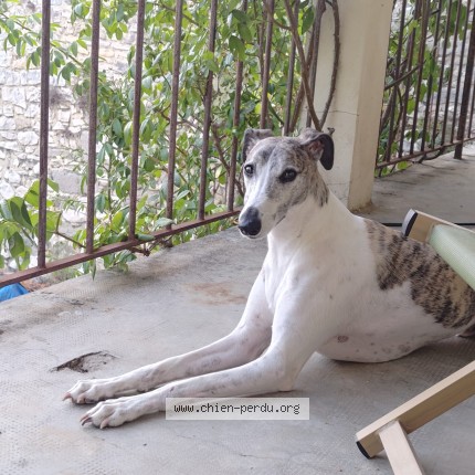 Photo of a dog found in Choisy Le Roi