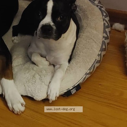 Photo 1/1 freya Dog lost in Niagara Falls