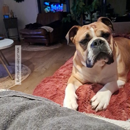 Photo of a dog found in Champ Du Feu