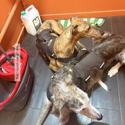 Photo of a dog found in Poisat