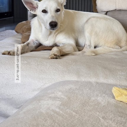 Photo of a dog found in Russange