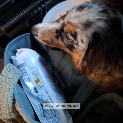Photo of a dog found in Courchelettes