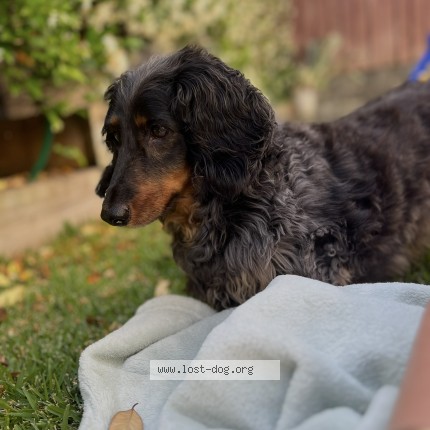 Photo 1/1 Ernie Dog lost in Thornlands