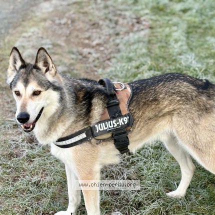 Photo of a dog found in Marcillac