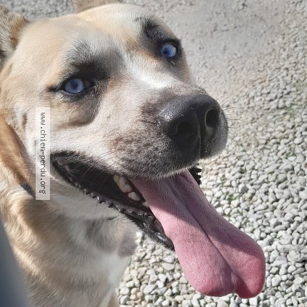 Photo of a dog found in Leognan