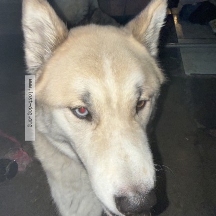 Photo 1/1 max Dog lost in Las Vegas