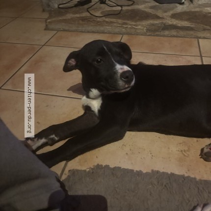 Photo of a dog found in Gramat