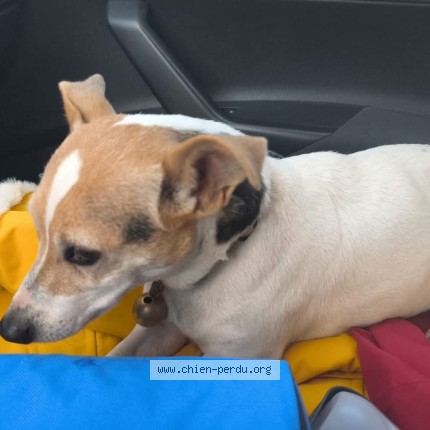 Photo of a dog found in Sarrians