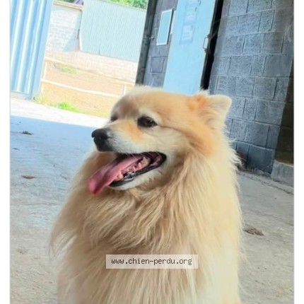 Foto van vermiste hond in Hatrival