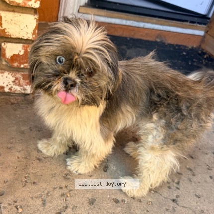 Photo 1/2 Found dog Found in San Jose