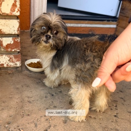 Photo 2/2 Found dog Found in San Jose