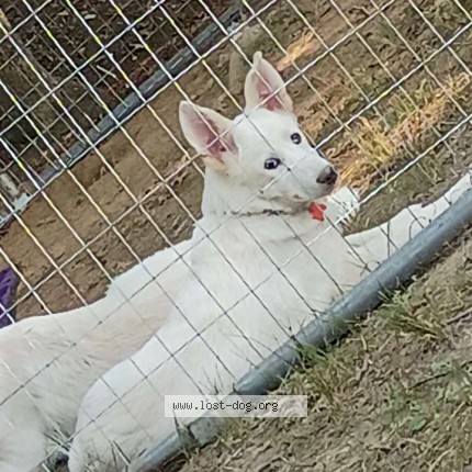 Photo 1/1 Coconut Dog lost in Salem