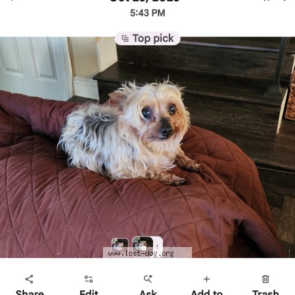 Photo 1/2 Ninja Dog lost in Rialto