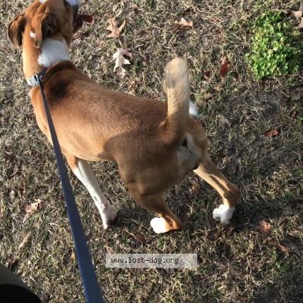 Photo 1/1 maylee Dog lost in Elizabethtown Nc