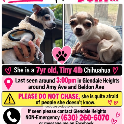 Photo 1/1 Dory Dog lost in Glen Ellyn Il
